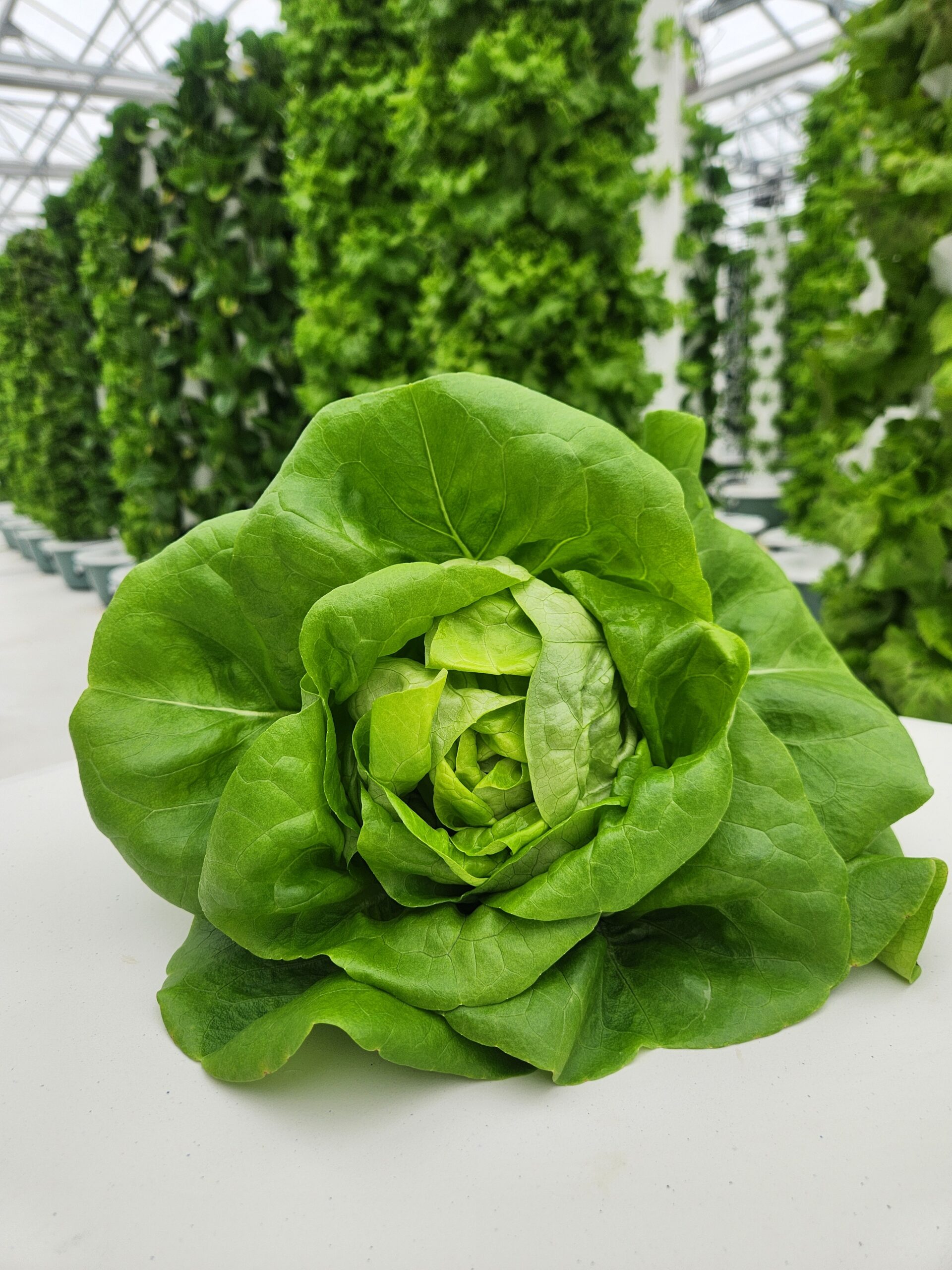 Bibb Lettuce (Whole Head)