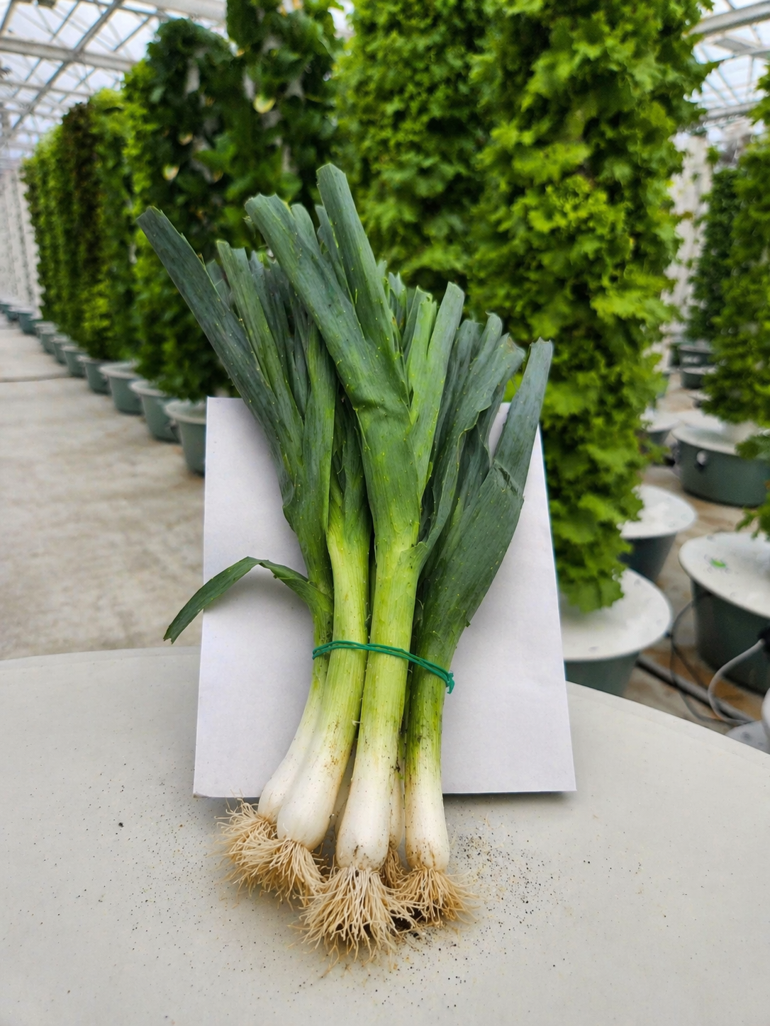 Bundle of fresh leeks with roots attached, lightly tied and resting on a white surface in a bright greenhouse with vertical growing towers in the background.